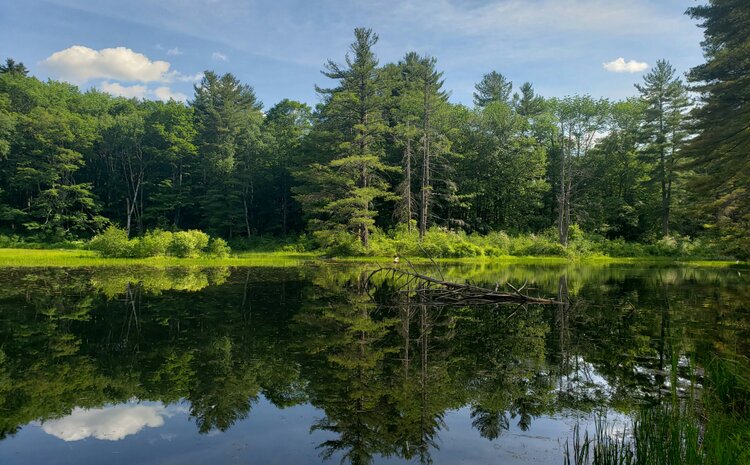 Biodiversity Goals in Massachusetts
