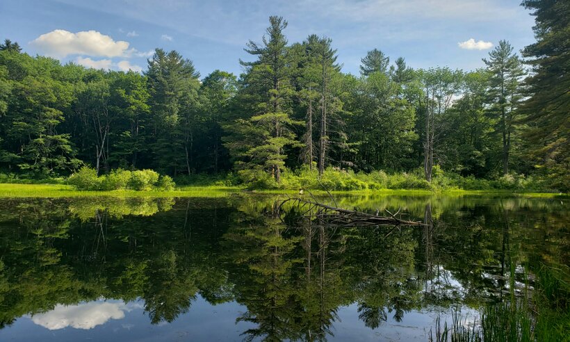Biodiversity Goals in Massachusetts