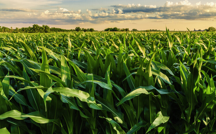 Shrinking Planet: Food
