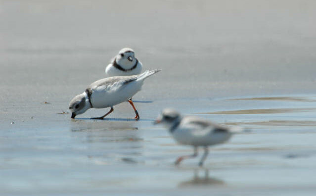 Environmental Policy Mediation at the Beach