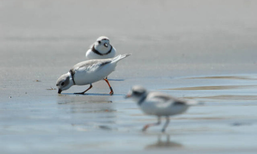 Environmental Policy Mediation at the Beach