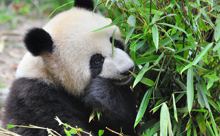 Helping WWF Drive Conservation Impact Through Collaboration