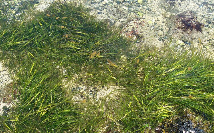 Restoring Eelgrass in the Mid-Atlantic