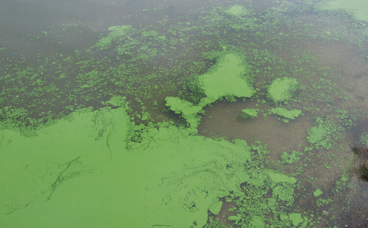 CBI Leads Summits to Address New York State Harmful Algal Blooms