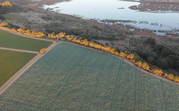 Breakthrough Collaboration: Sustainable Groundwater Management in Salinas Valley